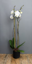 Lade das Bild in den Galerie-Viewer, Orchid Plant Subscription - The Blooming Idea