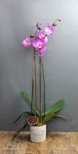 Lade das Bild in den Galerie-Viewer, Orchid Plant Subscription - The Blooming Idea