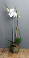 Lade das Bild in den Galerie-Viewer, Orchid Plant Subscription - The Blooming Idea