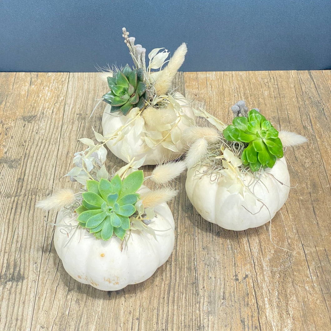White Succulent Pumpkin Trio