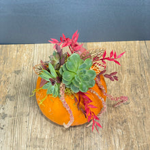 Charger l&#39;image dans la galerie, Succulent Pumpkin
