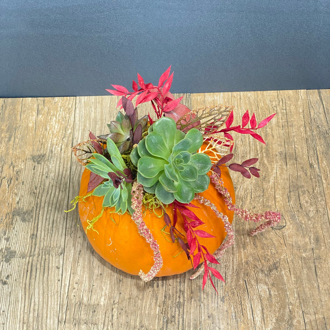 Succulent Pumpkin