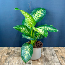 Charger l&#39;image dans la galerie, Dieffenbachia
