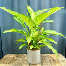 Charger l&#39;image dans la galerie, Dieffenbachia
