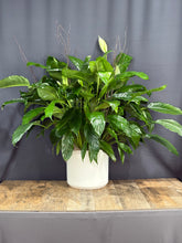 Charger l&#39;image dans la galerie, Peace Lily
