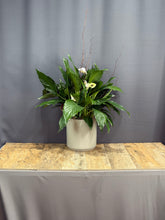 Charger l&#39;image dans la galerie, Peace Lily
