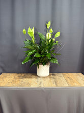 Charger l&#39;image dans la galerie, Peace Lily
