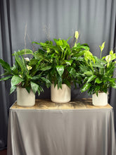 Charger l&#39;image dans la galerie, Peace Lily
