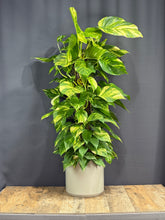 Charger l&#39;image dans la galerie, Pothos Ivy
