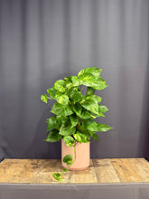 Charger l&#39;image dans la galerie, Pothos Ivy
