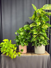 Charger l&#39;image dans la galerie, Pothos Ivy
