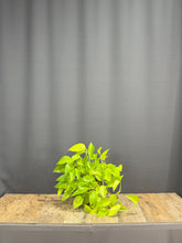 Charger l&#39;image dans la galerie, Pothos Ivy
