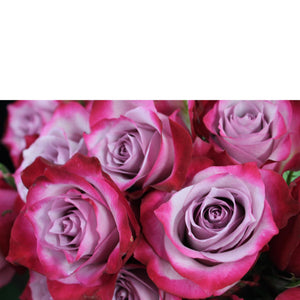 Classic Dozen - The Blooming Idea Florst - The Woodlands, Texas