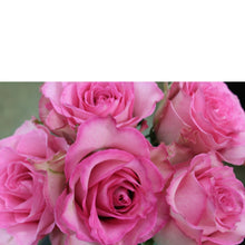 Cargar imagen en el visor de la galería, Swank Six - The Blooming Idea
