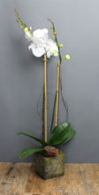 Charger l&#39;image dans la galerie, Orchid Plant Subscription
